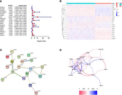 A novel melanoma prognostic model based on the ferroptosis-related long non-coding RNA
